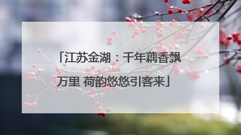 江苏金湖：千年藕香飘万里 荷韵悠悠引客来